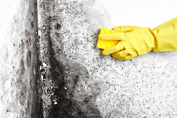 Best Black Mold Removal  in Sixteen Mile Stand, OH